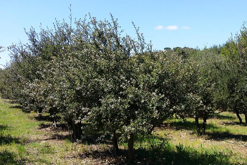 olivares en la ruta de la trufa